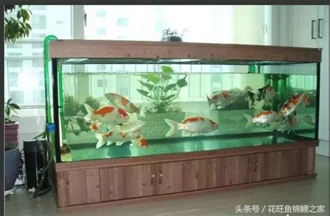 室內養魚|室內養魚